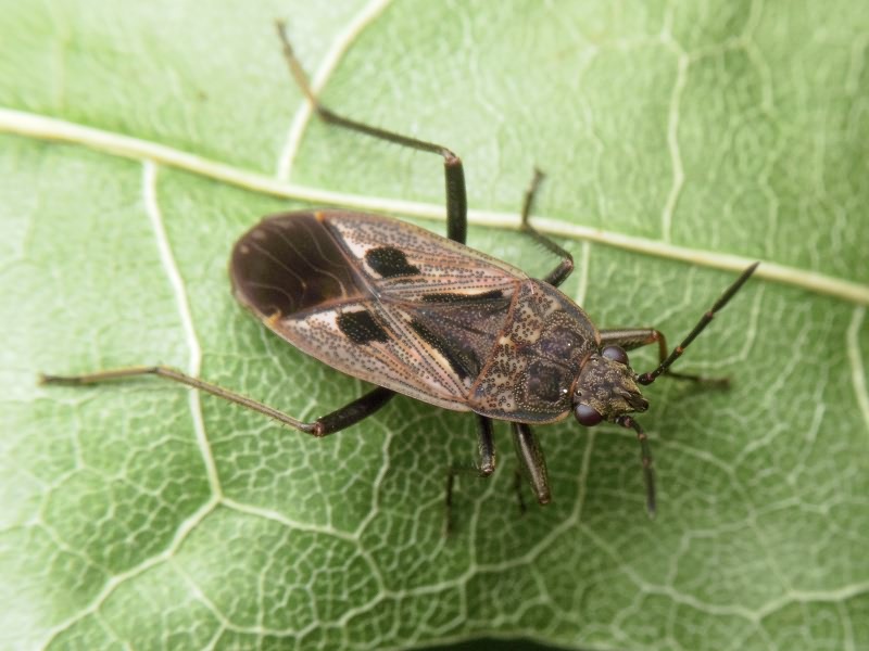 Rhyparochromus pini (Linnaeus, 1758)